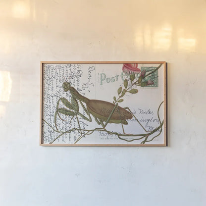 Praying Mantis Postcard by Deborah Revell. shown as a paper print in a natural frame. Available as a archival giclee rolled canvas, fine art paper, or poster print. SKU 91116i.