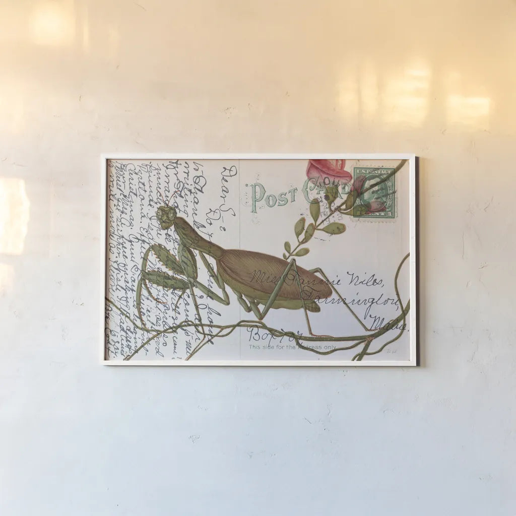 Praying Mantis Postcard by Deborah Revell. shown as a paper print in a white frame. Available as a archival giclee rolled canvas, fine art paper, or poster print. SKU 91116i.
