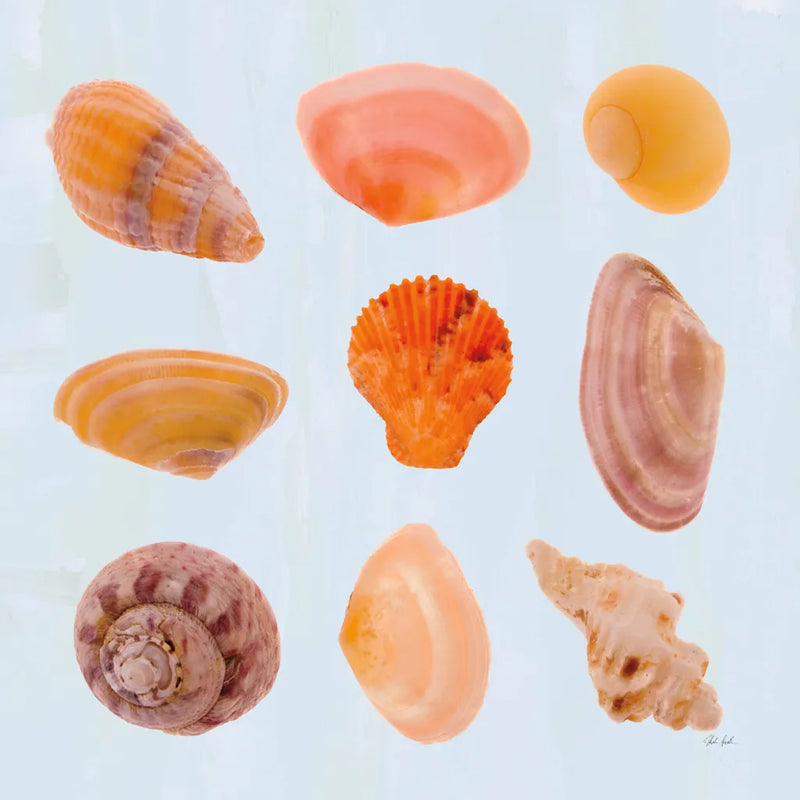 Pretty Shells by Deborah Revell. SKU 104897a. Archival Giclee Fine art print for wall decor.