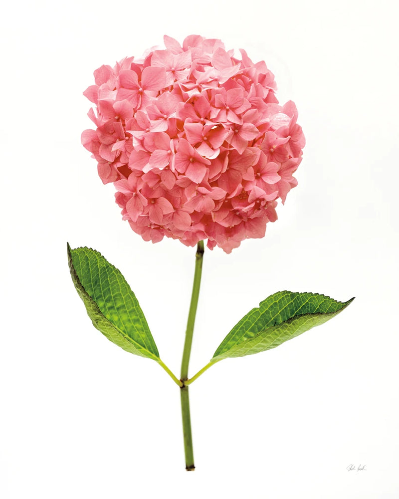 Providence Hydrangea I by Deborah Revell