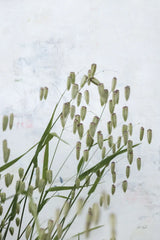 Quaking Grass by Deborah Revell. SKU 93431h. Archival Giclee Fine art print for wall decor.