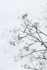 Queen Annes Lace by Deborah Revell. SKU 93422h. Archival Giclee Fine art print for wall decor.