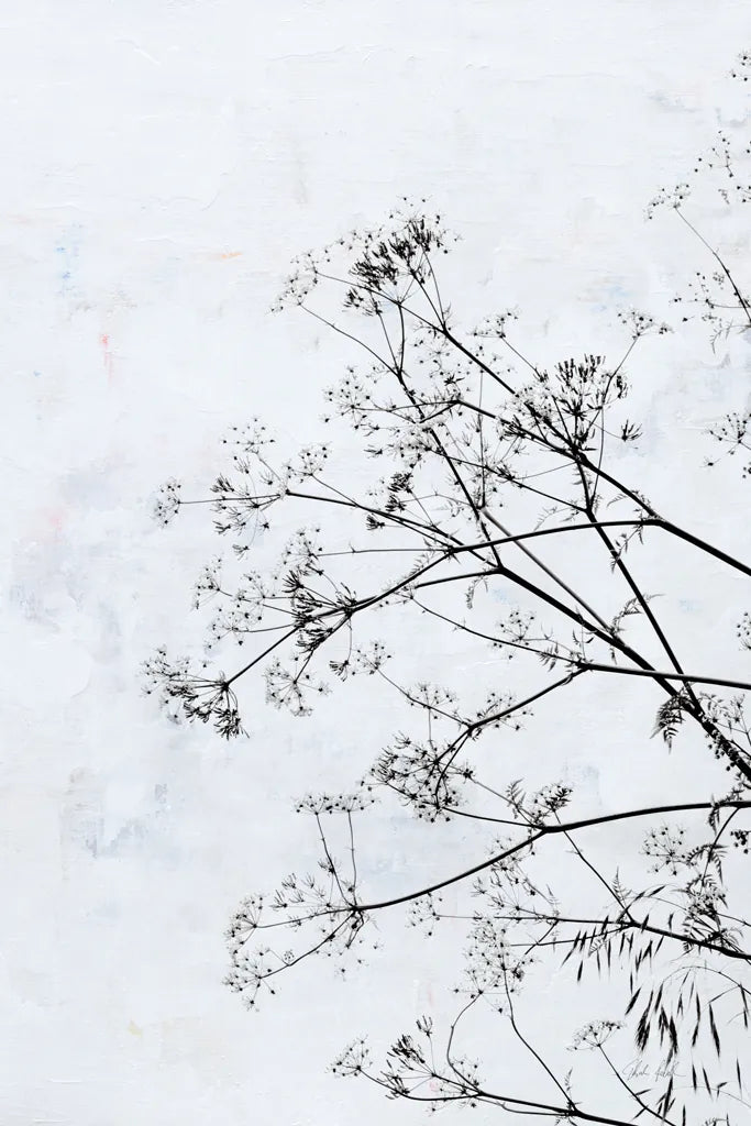 Queen Annes Lace by Deborah Revell. SKU 93422h. Archival Giclee Fine art print for wall decor.