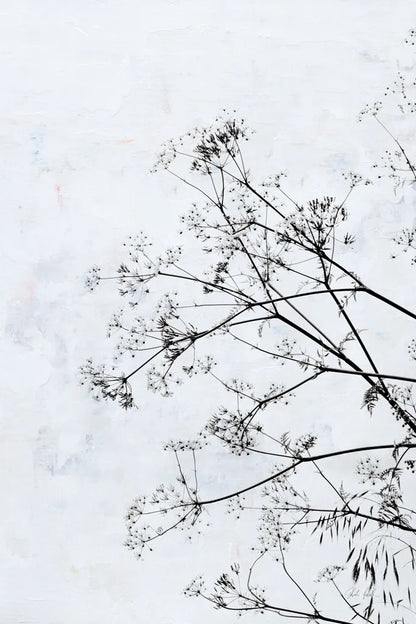 Queen Annes Lace by Deborah Revell. SKU 93422h. Archival Giclee Fine art print for wall decor.