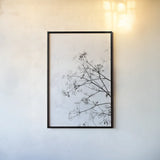 Queen Annes Lace by Deborah Revell. shown as a paper print in a black flame. Available as a archival giclee rolled canvas, fine art paper, or poster print. SKU 93422h.