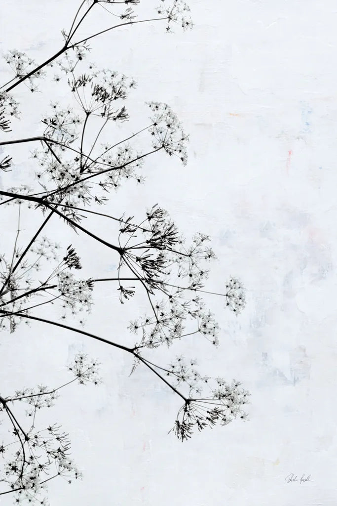 Queen Annes Lace II by Deborah Revell. SKU 95158h. Archival Giclee Fine art print for wall decor.