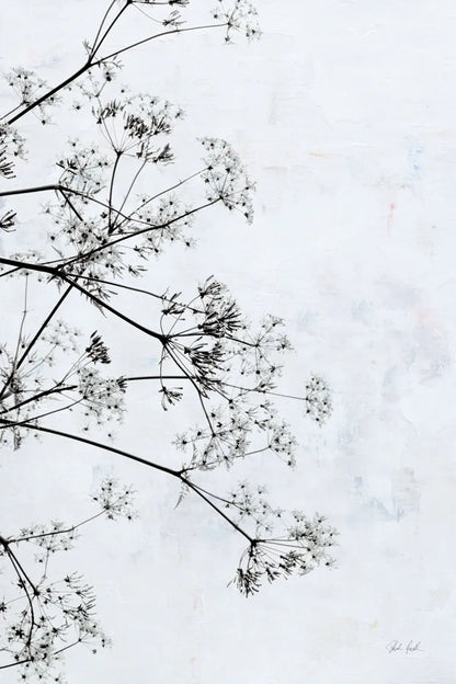 Queen Annes Lace II by Deborah Revell. SKU 95158h. Archival Giclee Fine art print for wall decor.