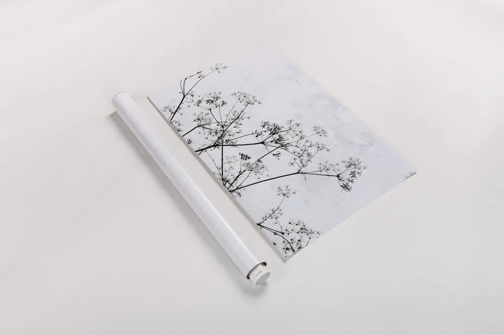 Queen Annes Lace II by Deborah Revell. shown as a rolled paper print. Available as archival giclee rolled canvas, fine art paper, or poster print. SKU 95158h.