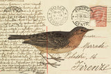 Red Throated Pipit by Deborah Revell. SKU 101620i. Archival Giclee Fine art print for wall decor.