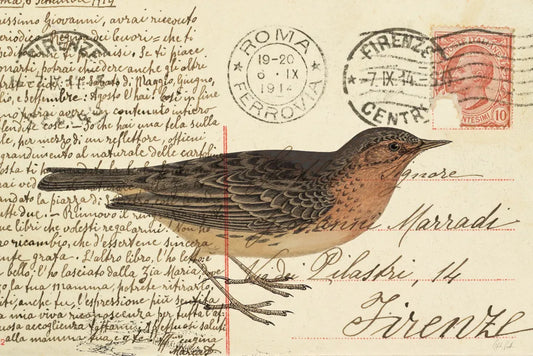 Red Throated Pipit by Deborah Revell. SKU 101620i. Archival Giclee Fine art print for wall decor.