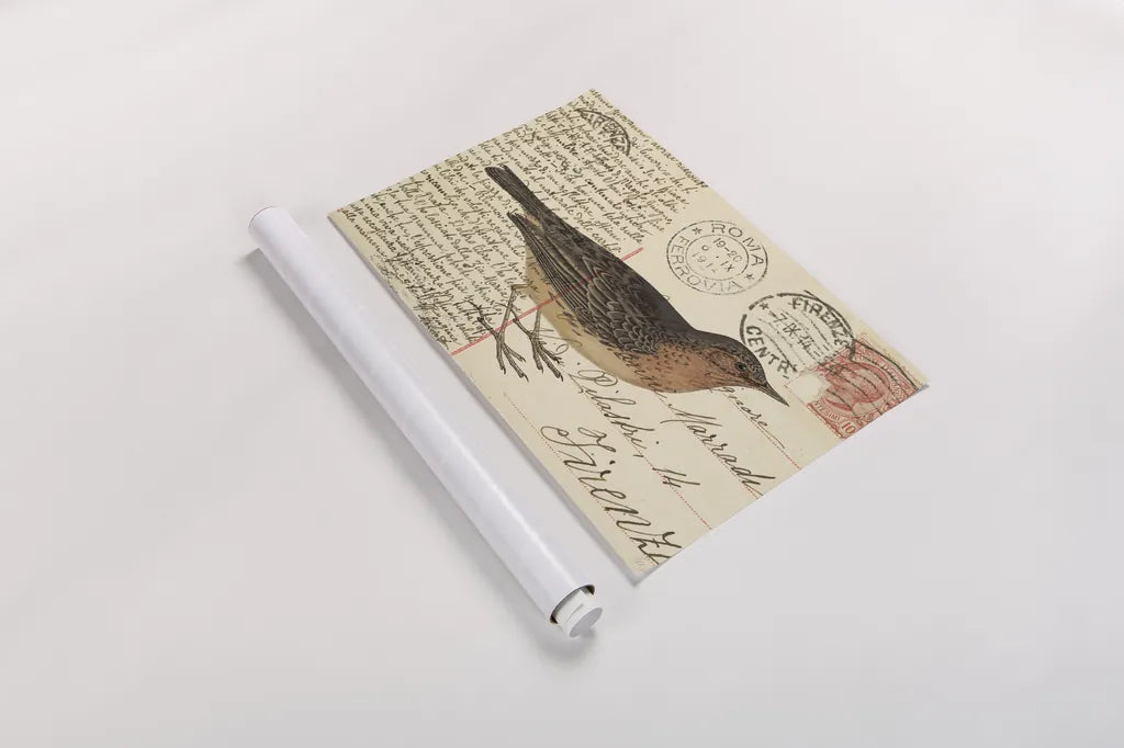 Red Throated Pipit by Deborah Revell. shown as a rolled paper print. Available as archival giclee rolled canvas, fine art paper, or poster print. SKU 101620i.