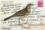 Richards Pipit by Deborah Revell. SKU 101621i. Archival Giclee Fine art print for wall decor.