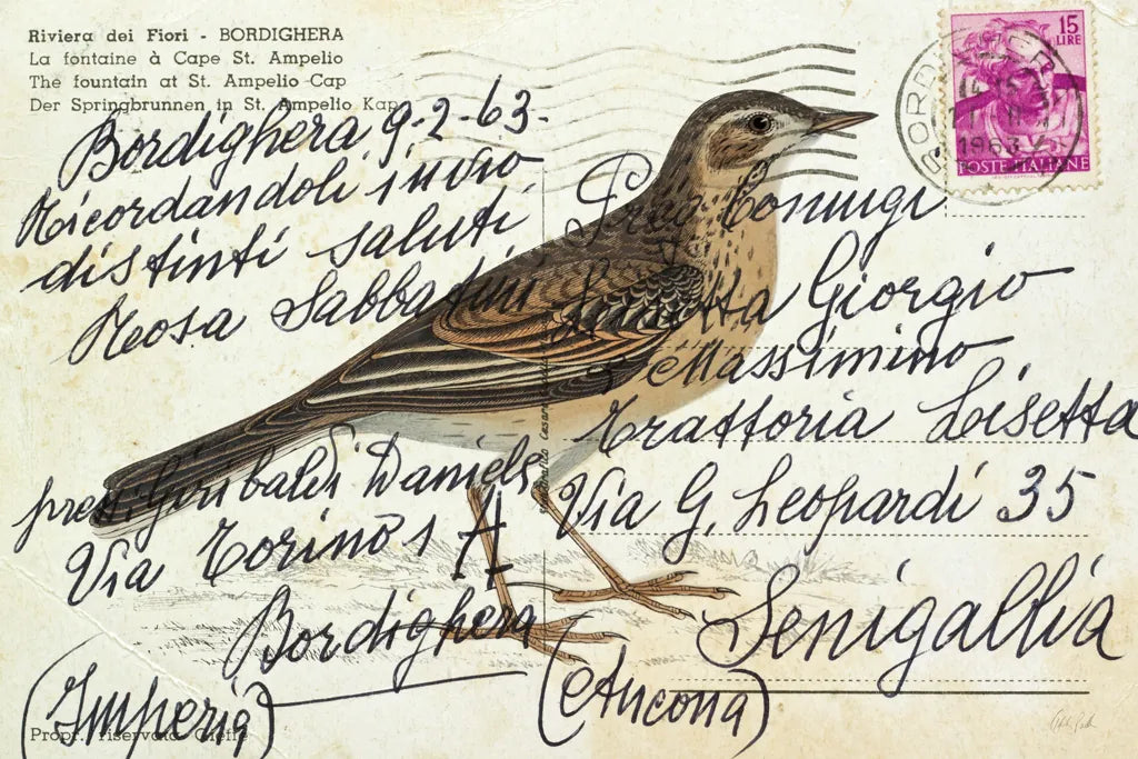 Richards Pipit by Deborah Revell. SKU 101621i. Archival Giclee Fine art print for wall decor.