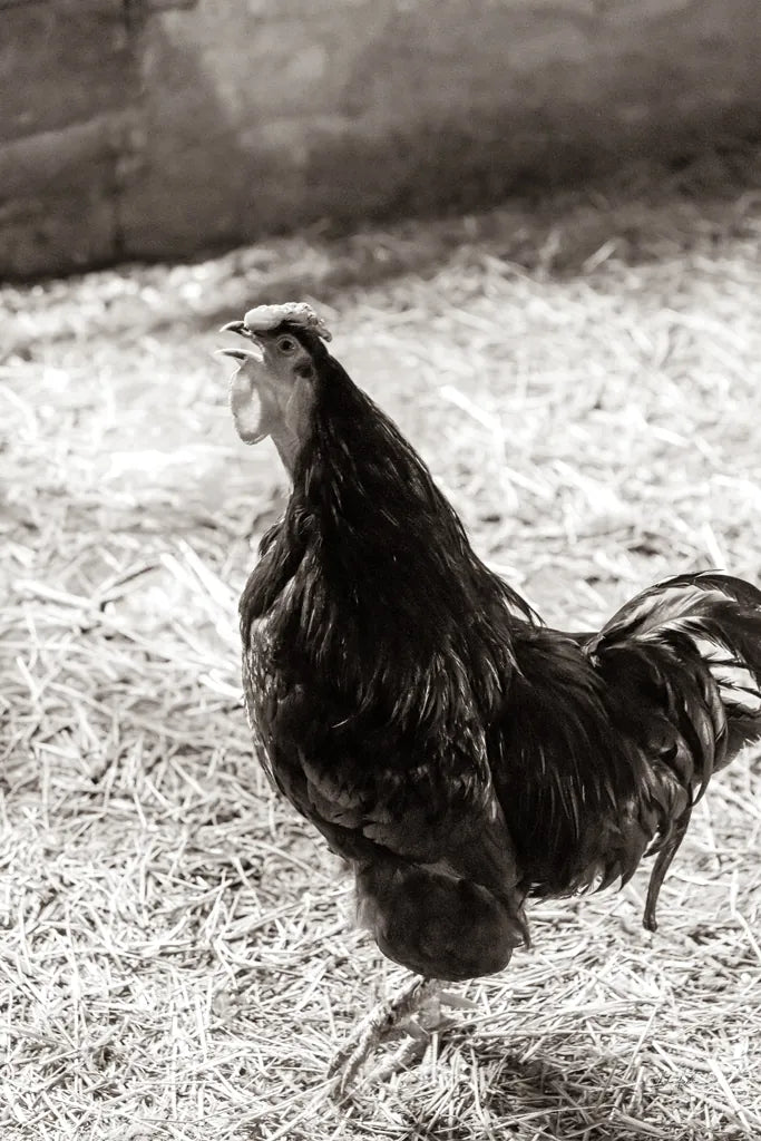 Rise and Shine by Deborah Revell. SKU 96306h. Archival Giclee Fine art print for wall decor.