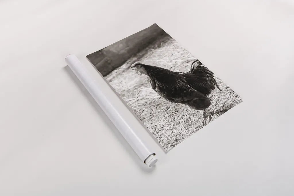 Rise and Shine by Deborah Revell. shown as a rolled paper print. Available as archival giclee rolled canvas, fine art paper, or poster print. SKU 96306h.