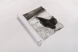 Rise and Shine by Deborah Revell. shown as a rolled paper print. Available as archival giclee rolled canvas, fine art paper, or poster print. SKU 96306h.