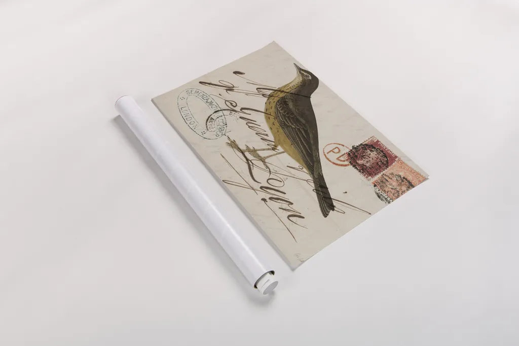 Rock Pipit by Deborah Revell. shown as a rolled paper print. Available as archival giclee rolled canvas, fine art paper, or poster print. SKU 101622i.