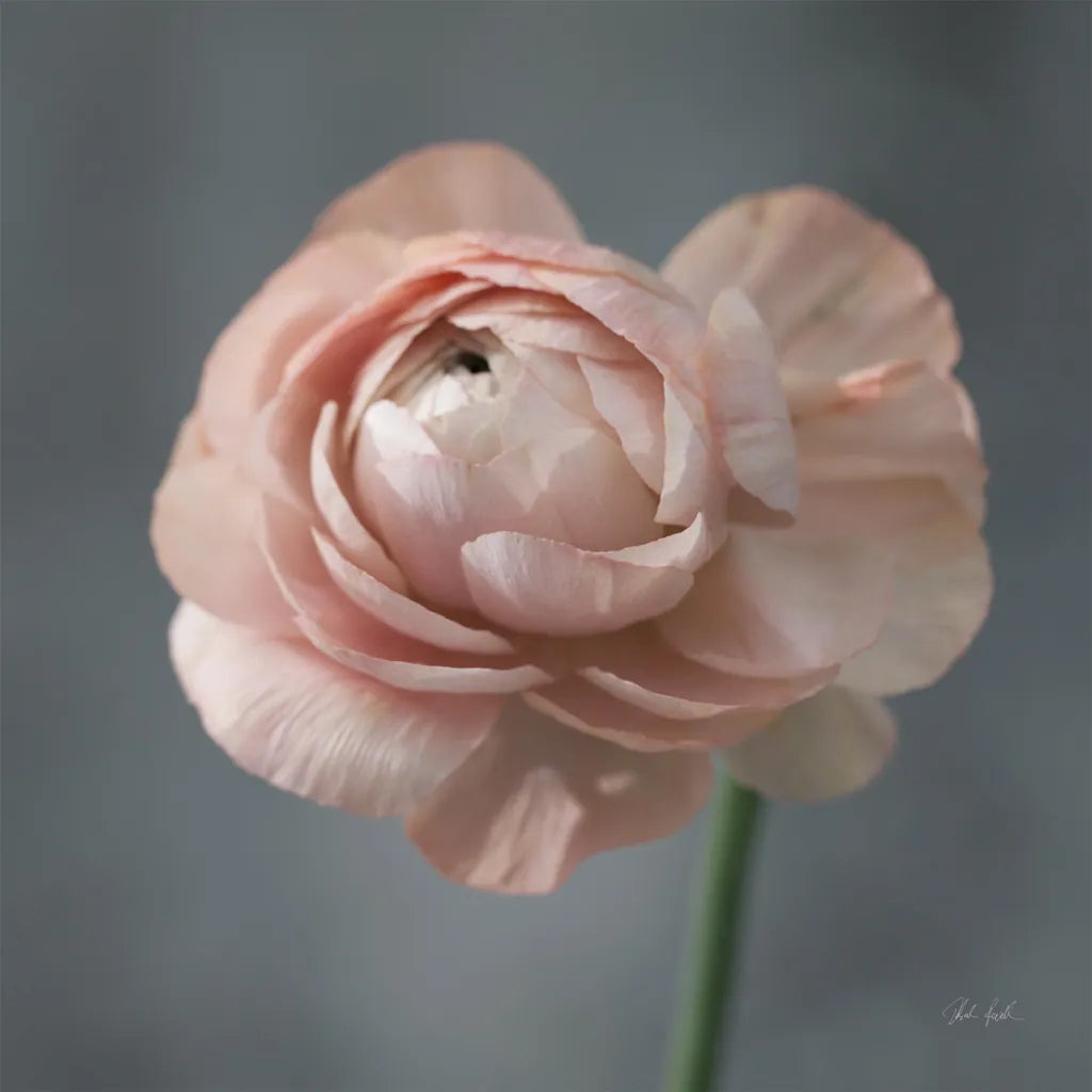 Romantic Ranunculus by Deborah Revell. SKU 93977a. Archival Giclee Fine art print for wall decor.