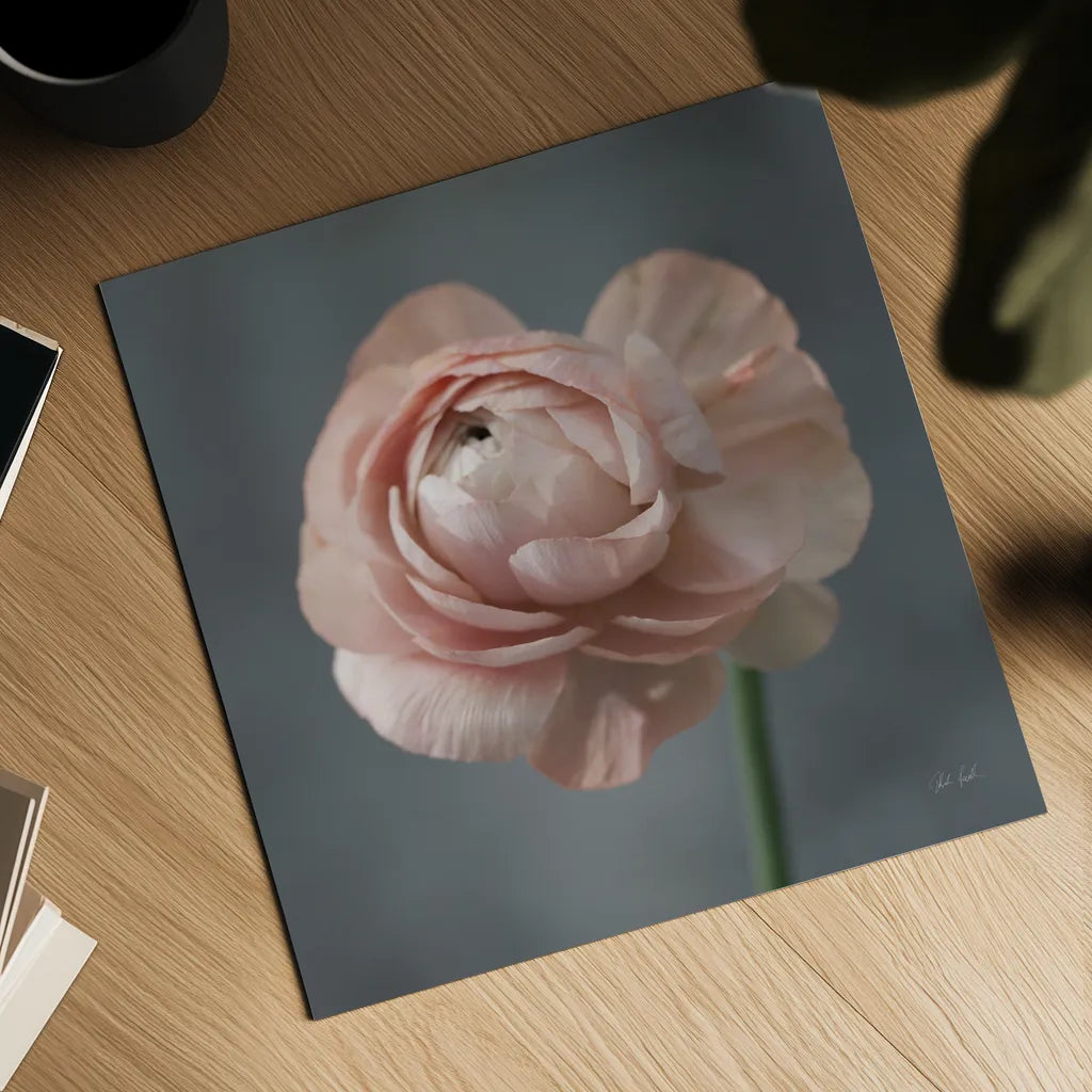 Romantic Ranunculus by Deborah Revell. Shown as a detailed flat fine art print, highlighting archival giclee quality. Available as an archival giclee rolled canvas, fine art paper, or poster print. SKU 93977a.