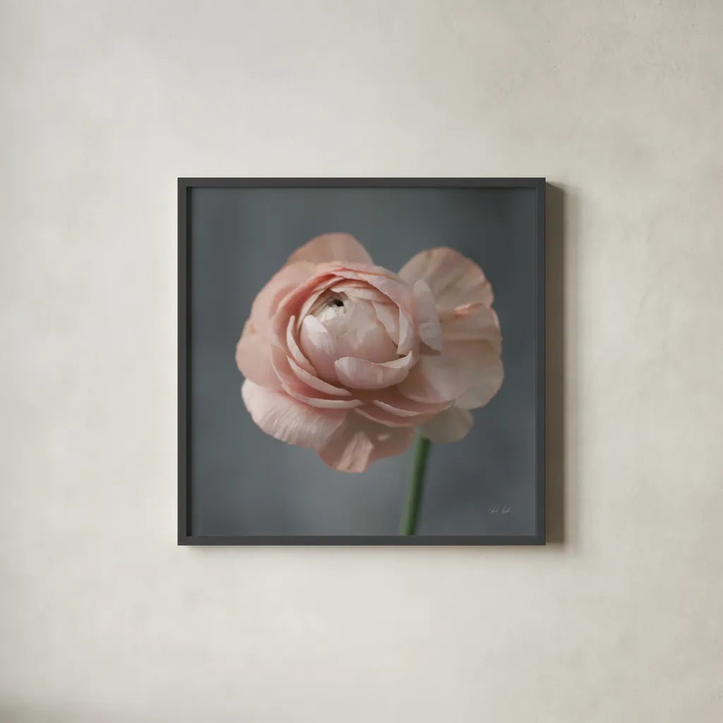 Romantic Ranunculus by Deborah Revell. Shown in a sleek black glass frame for a contemporary gallery look. Available as an archival giclee rolled canvas, fine art paper, or poster print. SKU 93977a.
