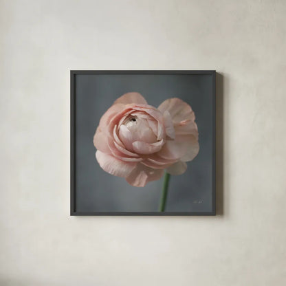 Romantic Ranunculus by Deborah Revell. Shown in a sleek black glass frame for a contemporary gallery look. Available as an archival giclee rolled canvas, fine art paper, or poster print. SKU 93977a.