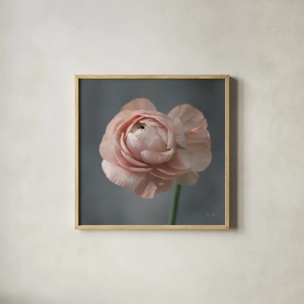 Romantic Ranunculus by Deborah Revell. Shown in a natural wood glass frame for a timeless modern aesthetic. Available as an archival giclee rolled canvas, fine art paper, or poster print. SKU 93977a.