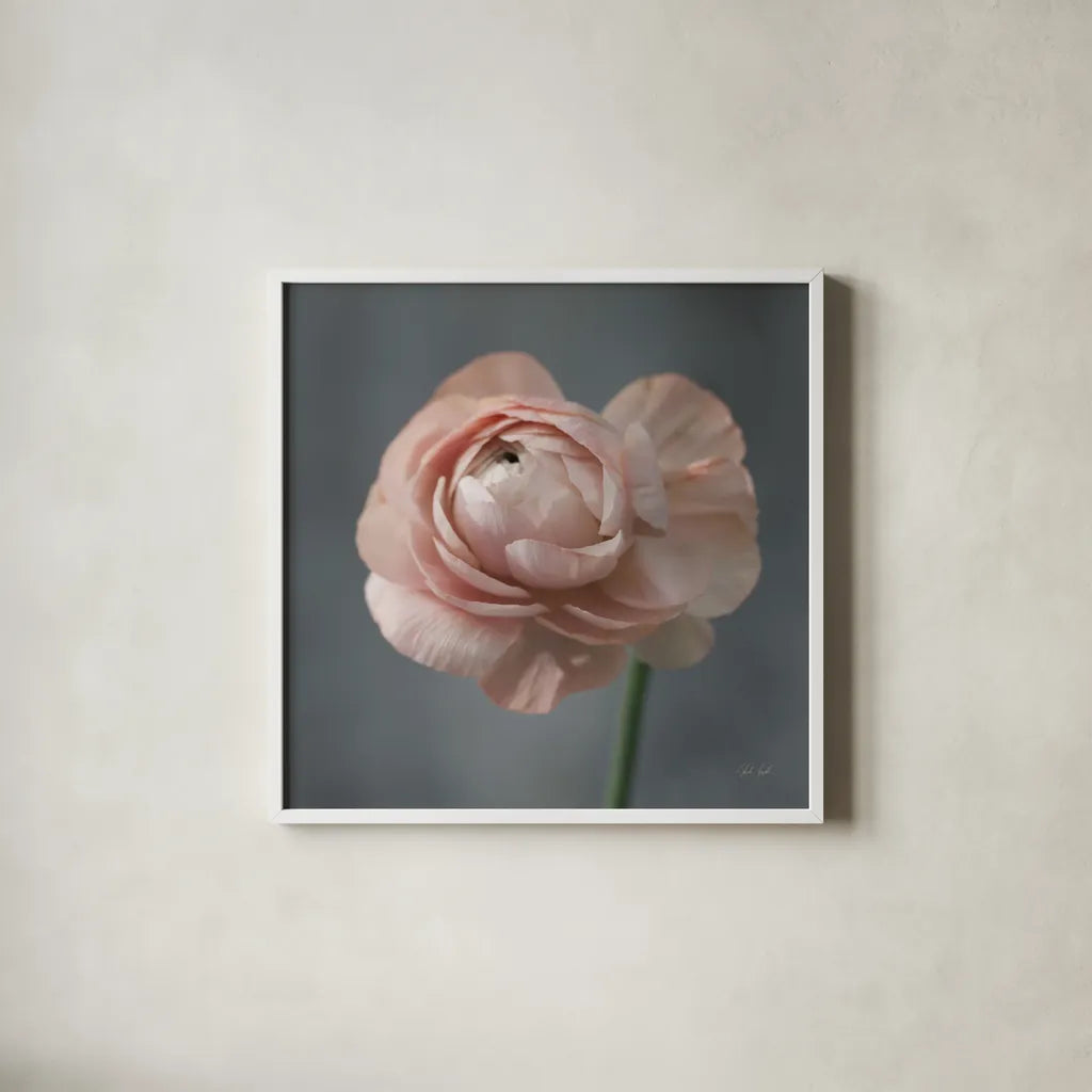 Romantic Ranunculus by Deborah Revell. Shown in a crisp white glass frame for a clean and minimalist style. Available as an archival giclee rolled canvas, fine art paper, or poster print. SKU 93977a.