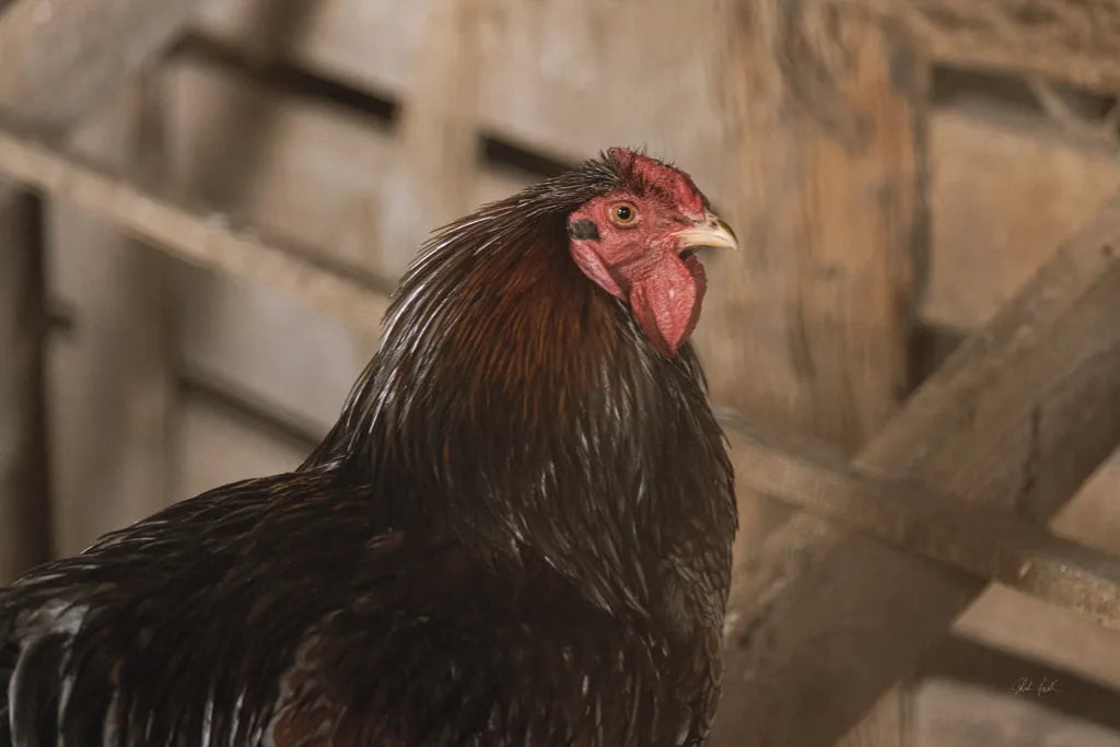 Roost by Deborah Revell. SKU 96307i. Archival Giclee Fine art print for wall decor.