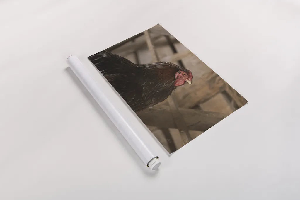 Roost by Deborah Revell. shown as a rolled paper print. Available as archival giclee rolled canvas, fine art paper, or poster print. SKU 96307i.