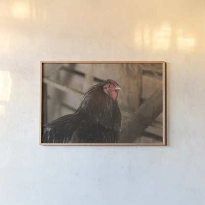 Roost by Deborah Revell. shown as a paper print in a natural frame. Available as a archival giclee rolled canvas, fine art paper, or poster print. SKU 96307i.
