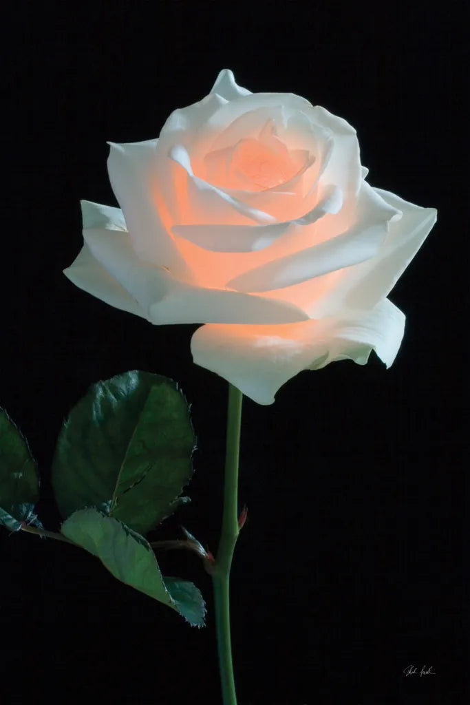 Rose Light by Deborah Revell. SKU 95331h. Archival Giclee Fine art print for wall decor.