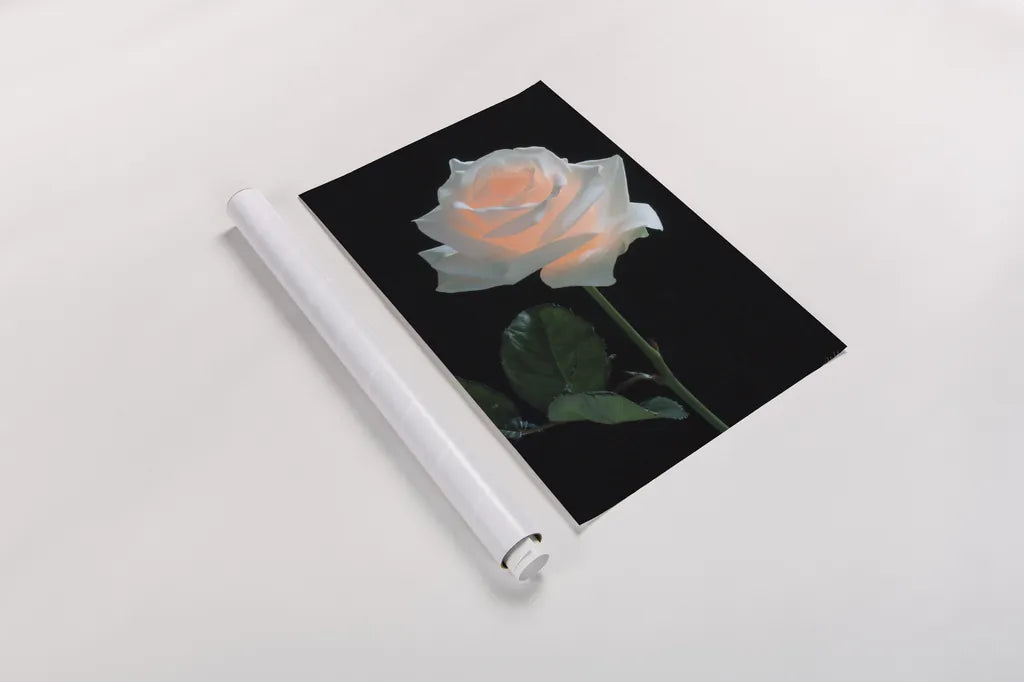 Rose Light by Deborah Revell. shown as a rolled paper print. Available as archival giclee rolled canvas, fine art paper, or poster print. SKU 95331h.