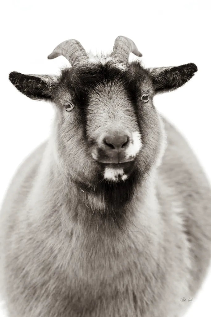 Sally the Goat by Deborah Revell. SKU 96326h. Archival Giclee Fine art print for wall decor.