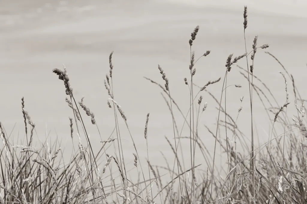 Saltgrass I by Deborah Revell. SKU 100997i. Archival Giclee Fine art print for wall decor.