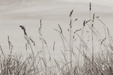 Saltgrass I by Deborah Revell. SKU 100997i. Archival Giclee Fine art print for wall decor.