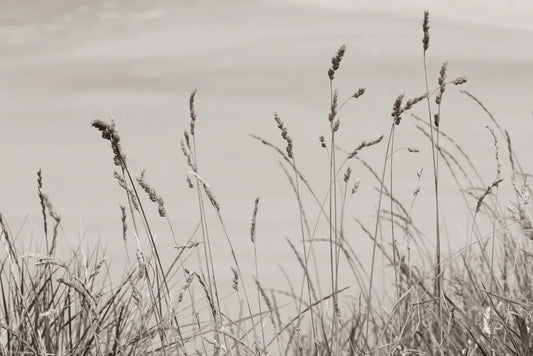 Saltgrass I by Deborah Revell. SKU 100997i. Archival Giclee Fine art print for wall decor.