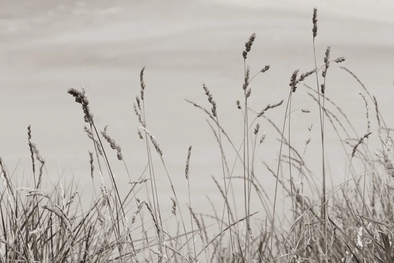 Saltgrass I by Deborah Revell. SKU 100997i. Archival Giclee Fine art print for wall decor.