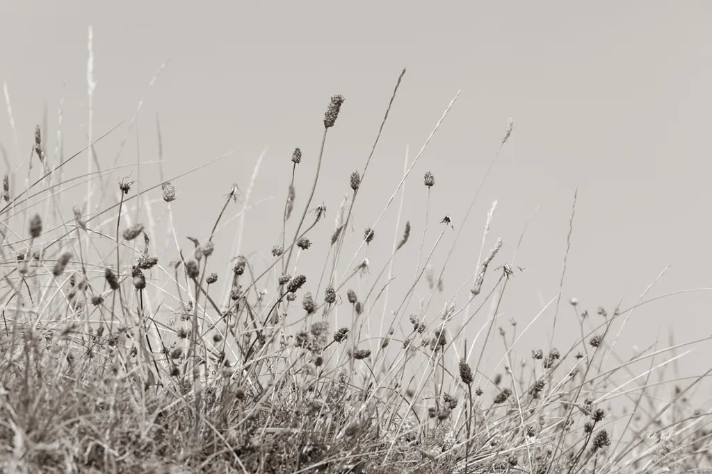 Saltgrass II by Deborah Revell. SKU 100998i. Archival Giclee Fine art print for wall decor.