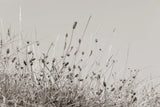 Saltgrass II by Deborah Revell. SKU 100998i. Archival Giclee Fine art print for wall decor.