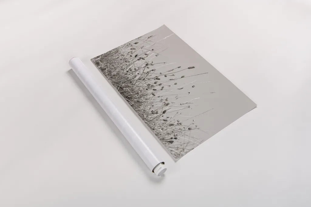 Saltgrass II by Deborah Revell. shown as a rolled paper print. Available as archival giclee rolled canvas, fine art paper, or poster print. SKU 100998i.