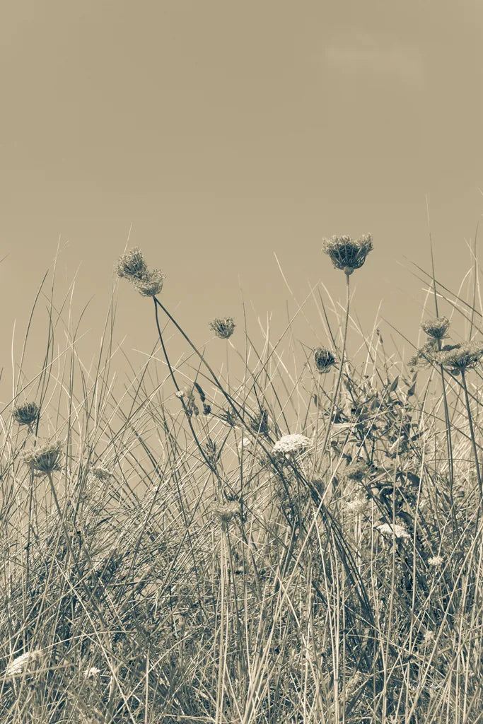 Saltwind Meadow I by Deborah Revell. SKU 100995h. Archival Giclee Fine art print for wall decor.