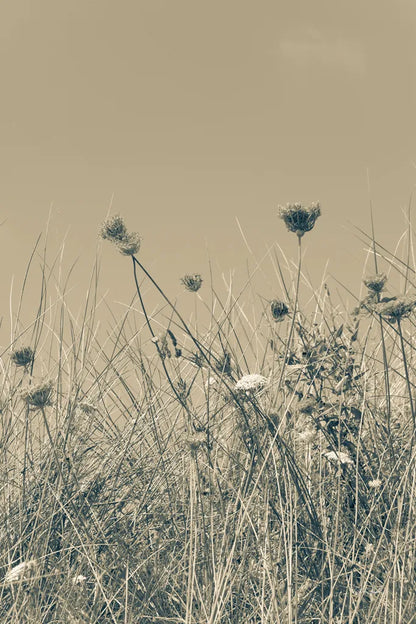 Saltwind Meadow I by Deborah Revell. SKU 100995h. Archival Giclee Fine art print for wall decor.
