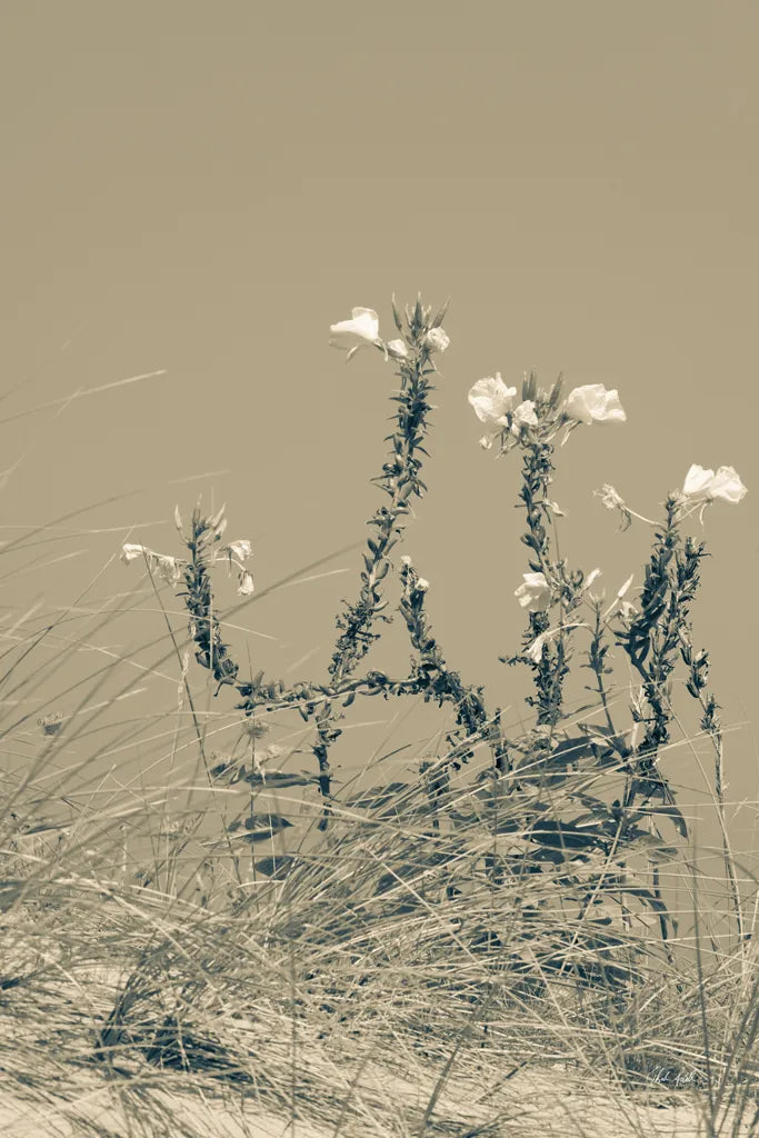 Saltwind Meadow II by Deborah Revell. SKU 100996h. Archival Giclee Fine art print for wall decor.