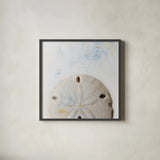 Sand Dollar by Deborah Revell. Shown in a sleek black glass frame for a contemporary gallery look. Available as an archival giclee rolled canvas, fine art paper, or poster print. SKU 91178a.