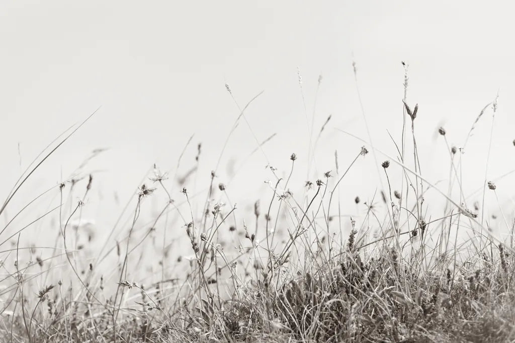 Sea Breeze I by Deborah Revell. SKU 102084i. Archival Giclee Fine art print for wall decor.