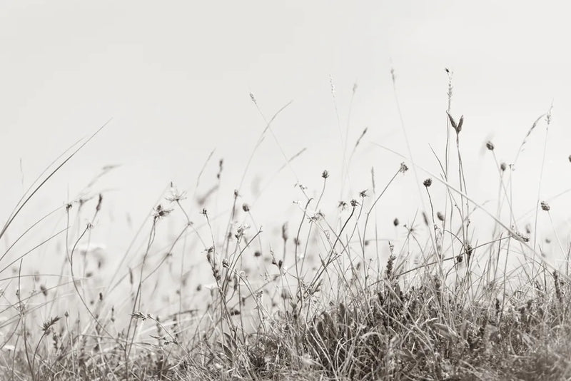 Sea Breeze I by Deborah Revell. SKU 102084i. Archival Giclee Fine art print for wall decor.