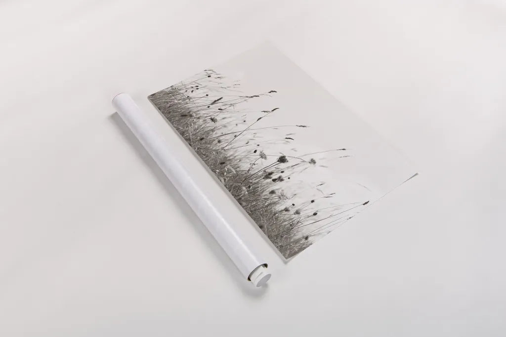 Sea Breeze II by Deborah Revell. shown as a rolled paper print. Available as archival giclee rolled canvas, fine art paper, or poster print. SKU 102085i.