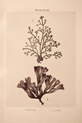 Seaweed I by Deborah Revell. SKU 95767h. Archival Giclee Fine art print for wall decor.