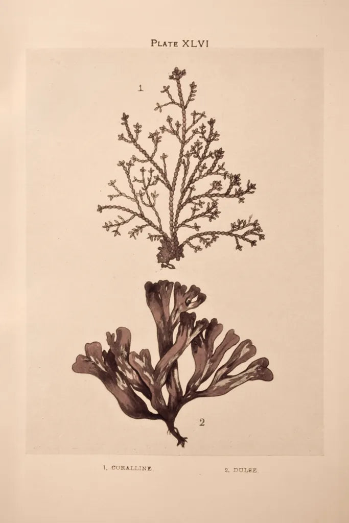 Seaweed I by Deborah Revell. SKU 95767h. Archival Giclee Fine art print for wall decor.