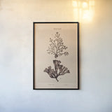 Seaweed I by Deborah Revell. shown as a paper print in a black flame. Available as a archival giclee rolled canvas, fine art paper, or poster print. SKU 95767h.